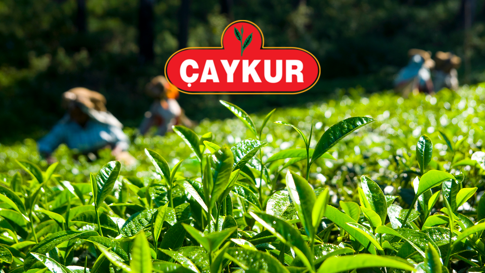 ÇAYKUR'dan Üreticilere Güvence: Tüm Yaş Çay Alınacak